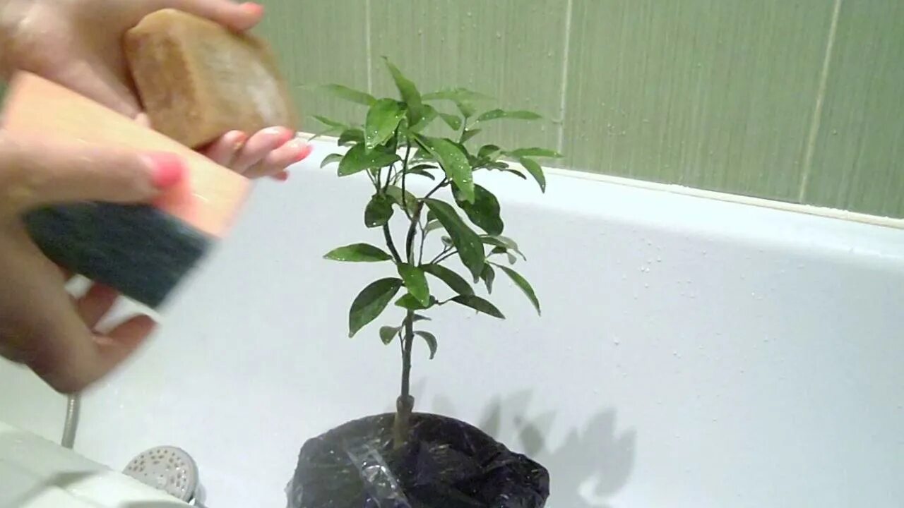 Вымыть растение. Как помыть растения. Паутинный клещ и мыльный раствор.