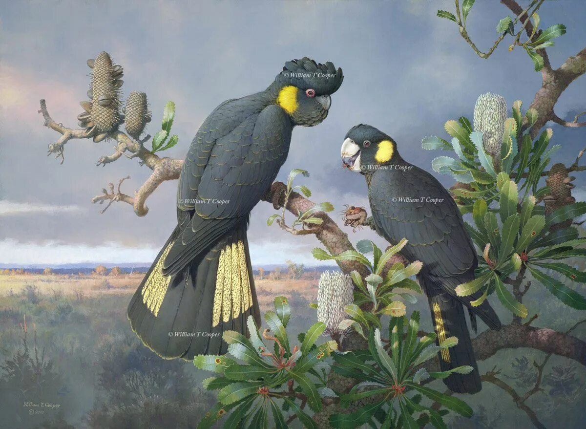 Cooper, William t художник. Уиллиам ьщззис птицы. Уильям Купер австралийский художник. Картина птицы.