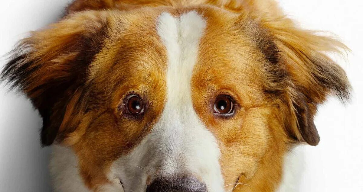 Собачья жизнь 2. A dog s life 2. A dog s life 2. Си джей собачья жизнь 2. A dog s life 2.