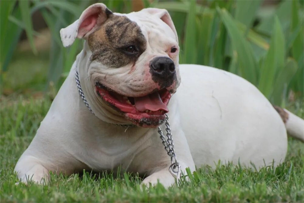 American Bulldog - My Dog Breeders - Part 67