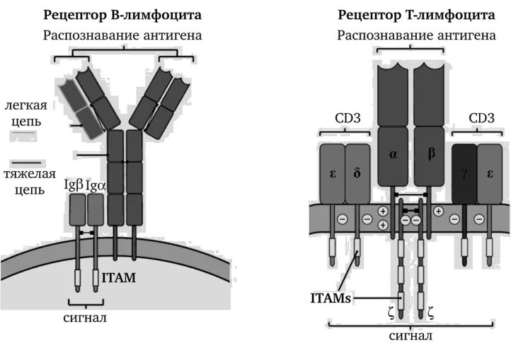 Иммуноглобулин т. Схема антигенраспознающих рецепторов т - и в-лимфоцитов. Схема строения антигенраспознающих рецепторов т и в лимфоцитов. Строение антигенраспознающих рецепторов т-лимфоцитов. Структура антигенраспознающего рецептора т-лимфоцита.