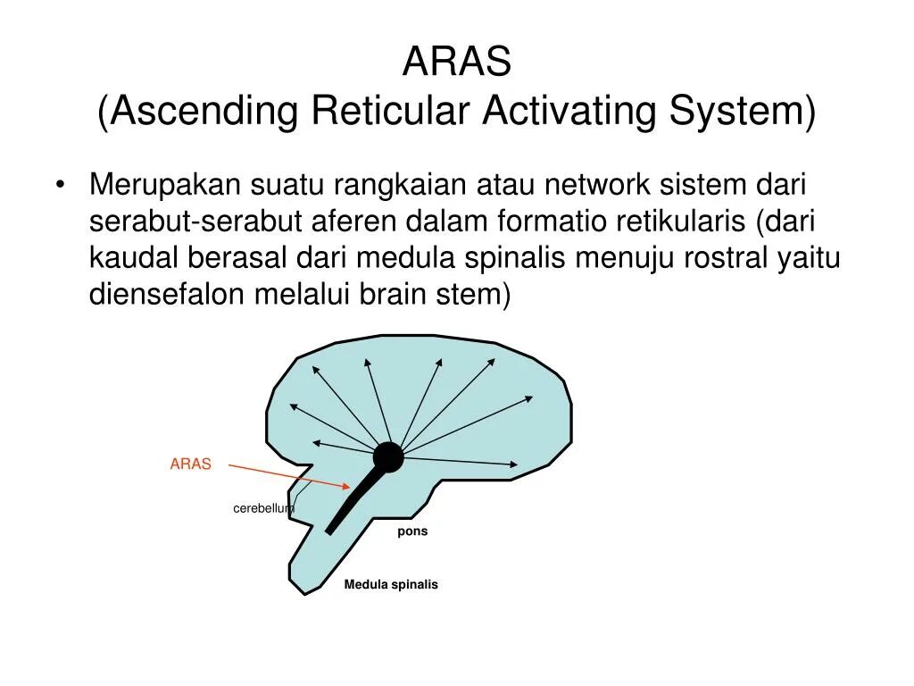 Activate system. Reticular activating System. Reticular formation functions. Reticular formation. Activating.