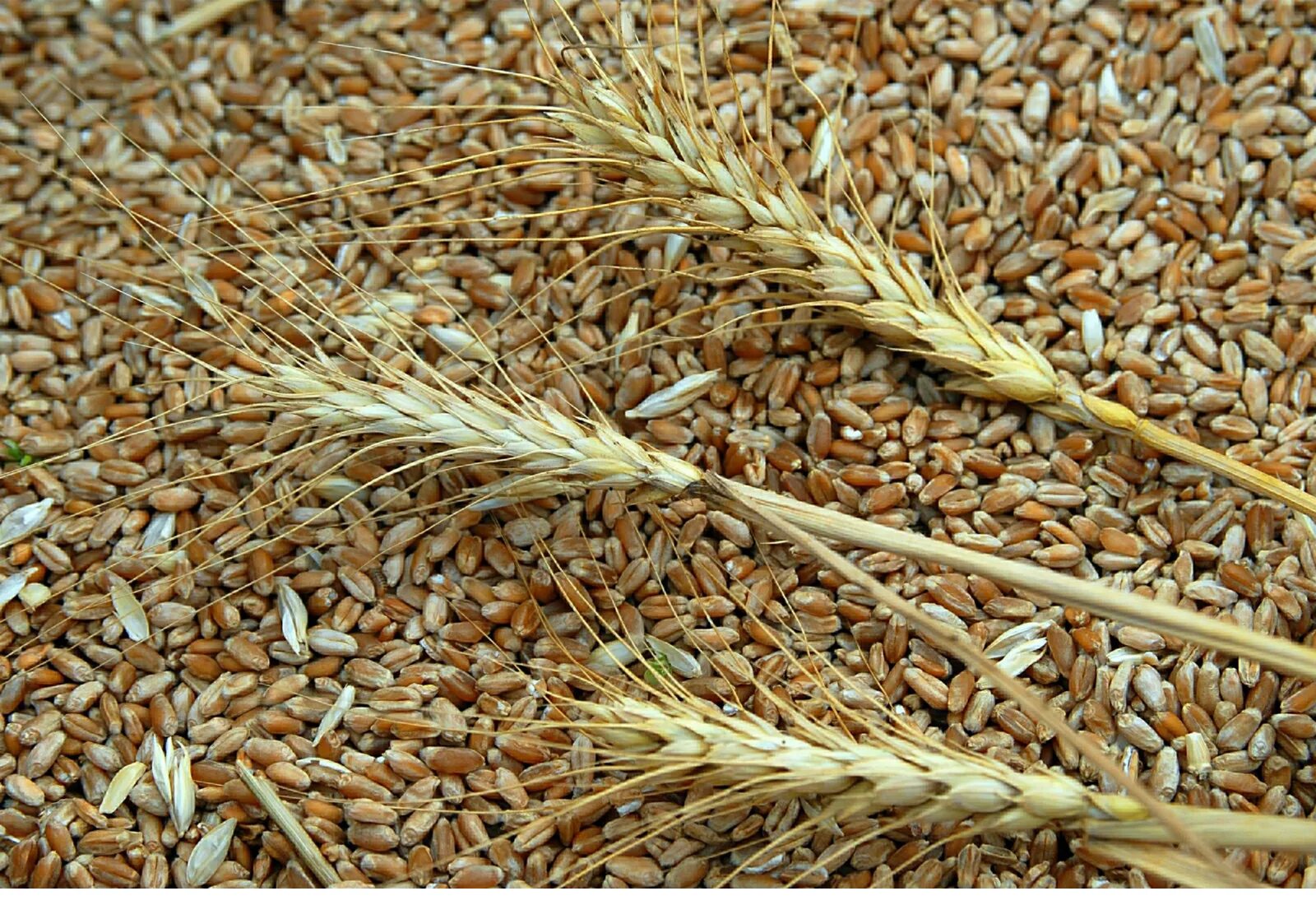 Пшеница зерно. Пшеница россыпью. Семена сорняков в пшенице. Пшеница с семечками.