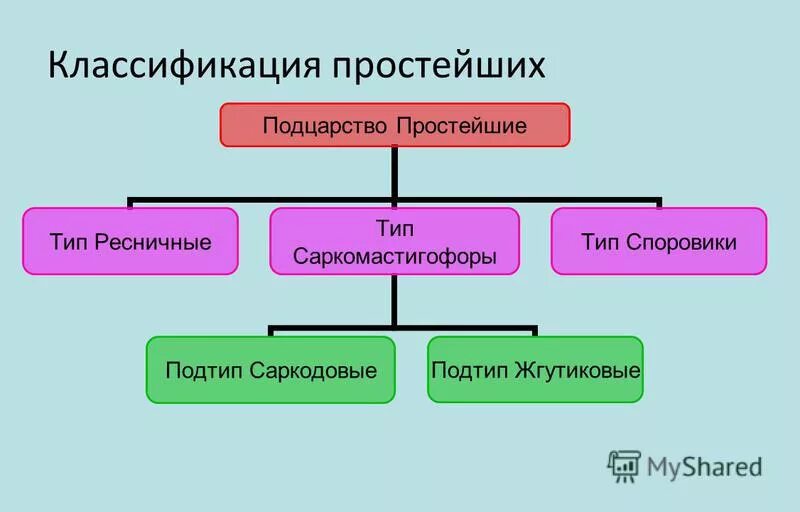 Подцарство простейшие классификация. Систематика подцарства простейшие. Тип простейшие классификация. Классификация подцарства protozoa. Новая систематика