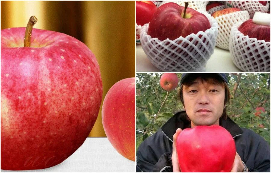 Sekai ichi apples. Яблоня секай ши. Моджейские яблоки. Яблоня секай. Самое большое яблоко в мире.