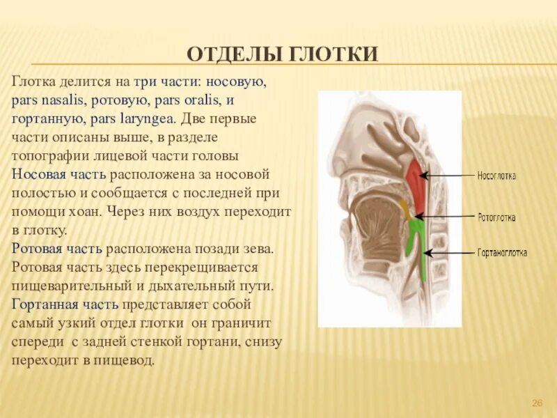 Глотка строение и функции анатомия. Глотка топография строение функции. Глотка отделы строение функции.