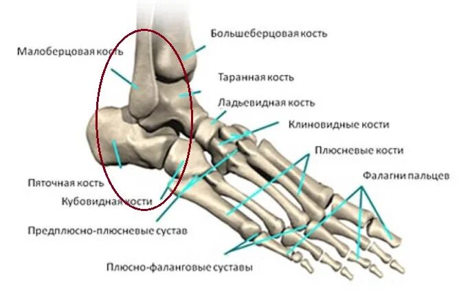 Перелом промежуточной клиновидной кости стопы. 2 клиновидная кость стопы. Ладьевидная кость (предплюсна). Кубовидная кость стопы строение. Продольный и поперечный свод стопы.