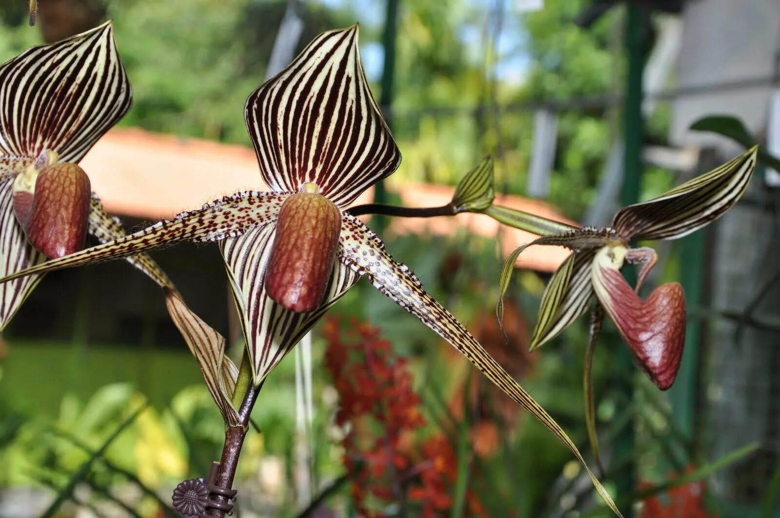 Кинабалу Орхидея. Золотой Кинабалу цветок. Орхидея Ротшильда. Золото кинабалу