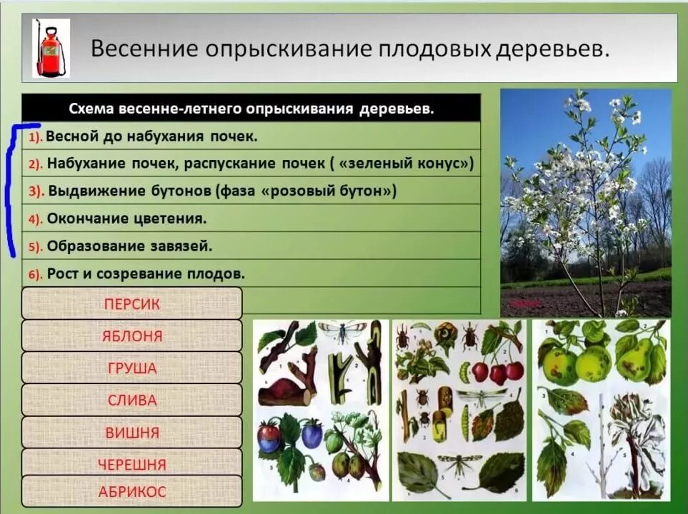 Можно ли опрыскивать деревья при цветении. Средства для опрыскивания плодовых деревьев. Опрыскивание плодовых деревьев весной. Препараты для опрыскивания деревьев весной. Схемы обработки плодовых деревьев.