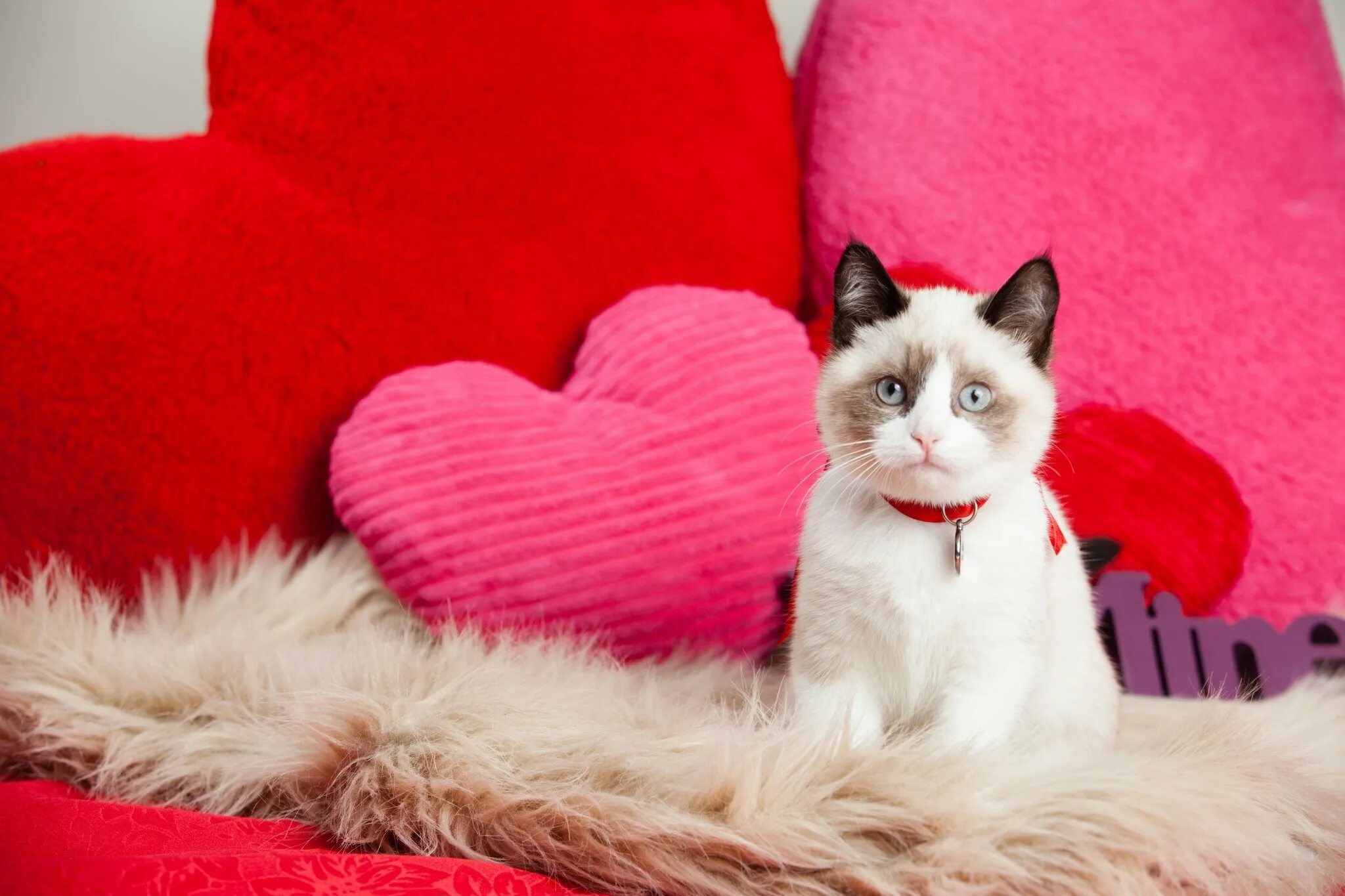 С днем влюбленных коты. Котики любовь мультяшные. Синие коты. С днем влюбленных коты. Валентинки с кошками.