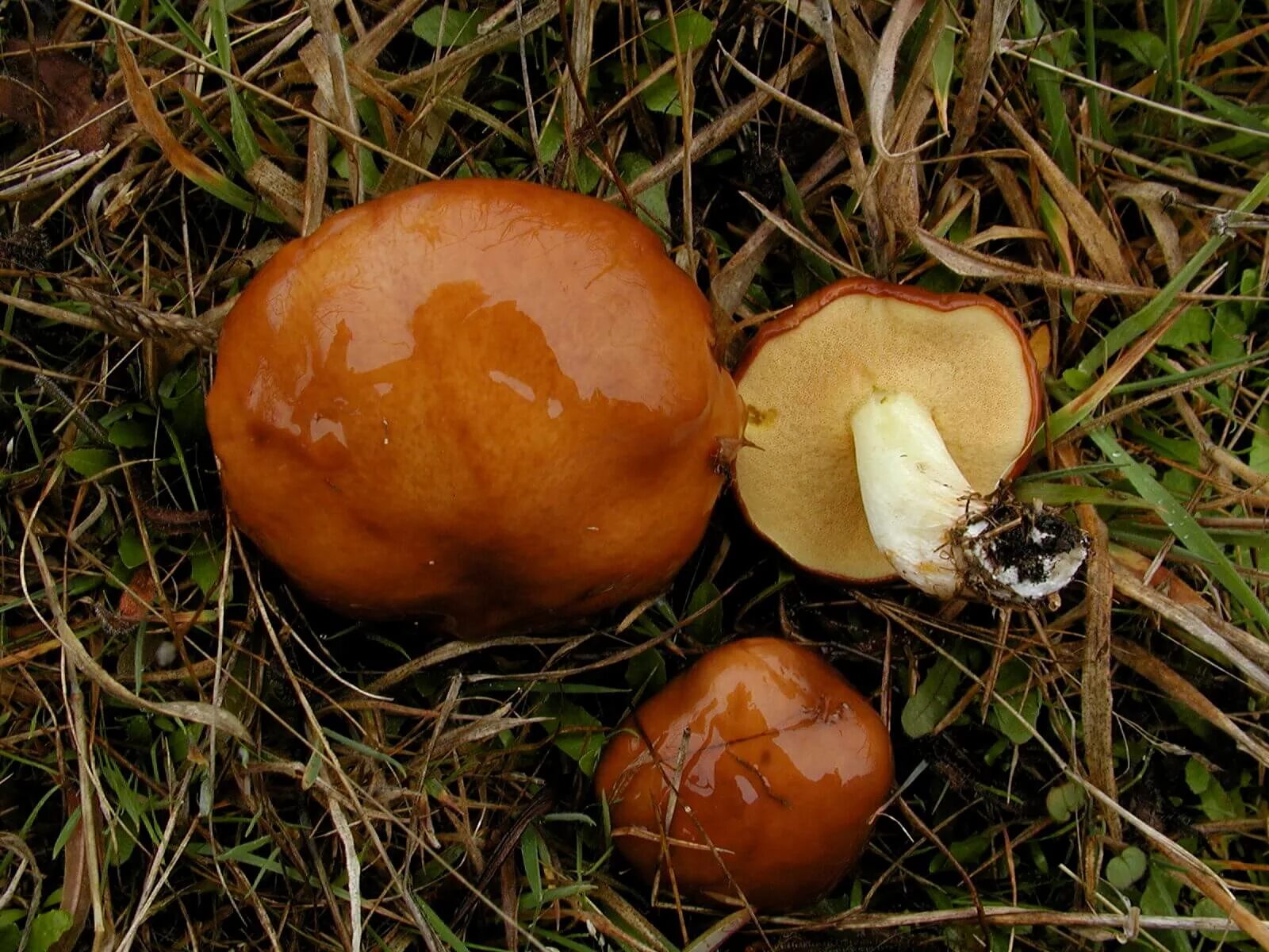 Осенние грибы маслята. Гриб еловый масленок. Грибы маслята грибы маслята. Маслята луговые. Маслята в еловом лесу.