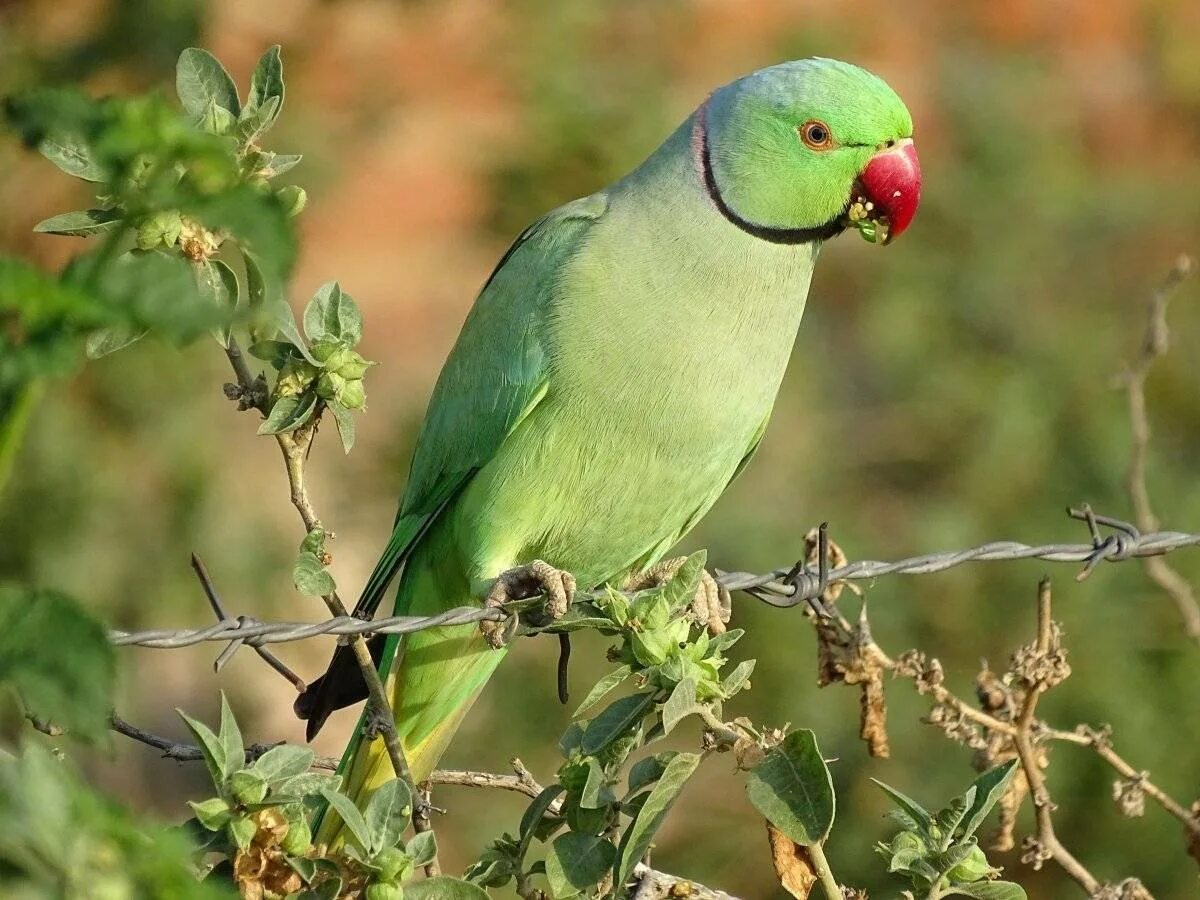 Говорящий ожереловый попугай. Индийский кольчатый попугай. Ожереловый попугай. Индийский ожереловый попугай. Кольчатый ожереловый попугай зеленый.