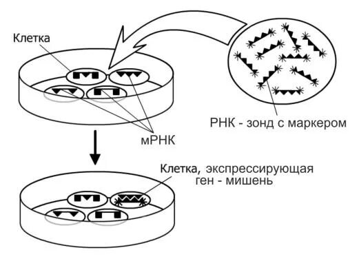 Днк зонд. Метод ДНК зондов. Метод ДНК зондов схема. Гибридизационные ДНК-зонды. ДНК зонды применение.