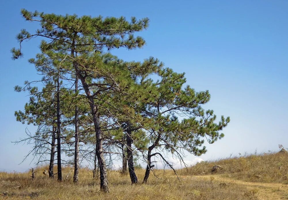 виды сосны юга россии. Pinus monticola. сосна обыкновенная крупномер 5 м. сосны 6. распространенное дерево на территории россии их около 40 видов.