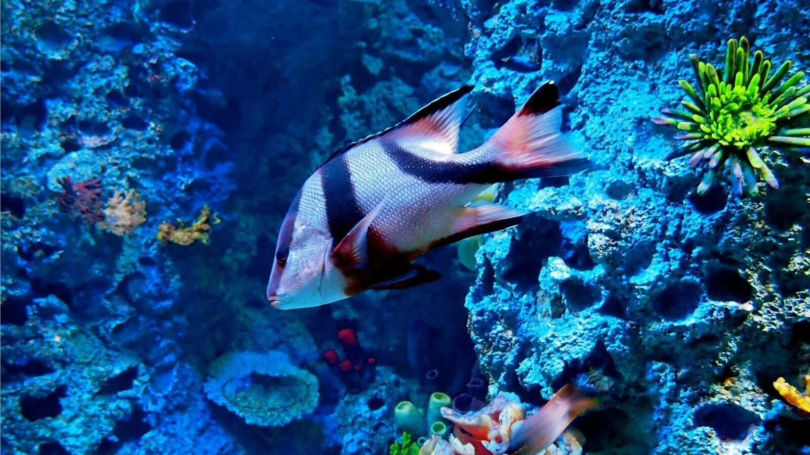 рыбы адриатического моря. океанах морским рыбам. океанах морским рыбам. рыба бабочка коралл коралловое море. королевский спинорог желтый.