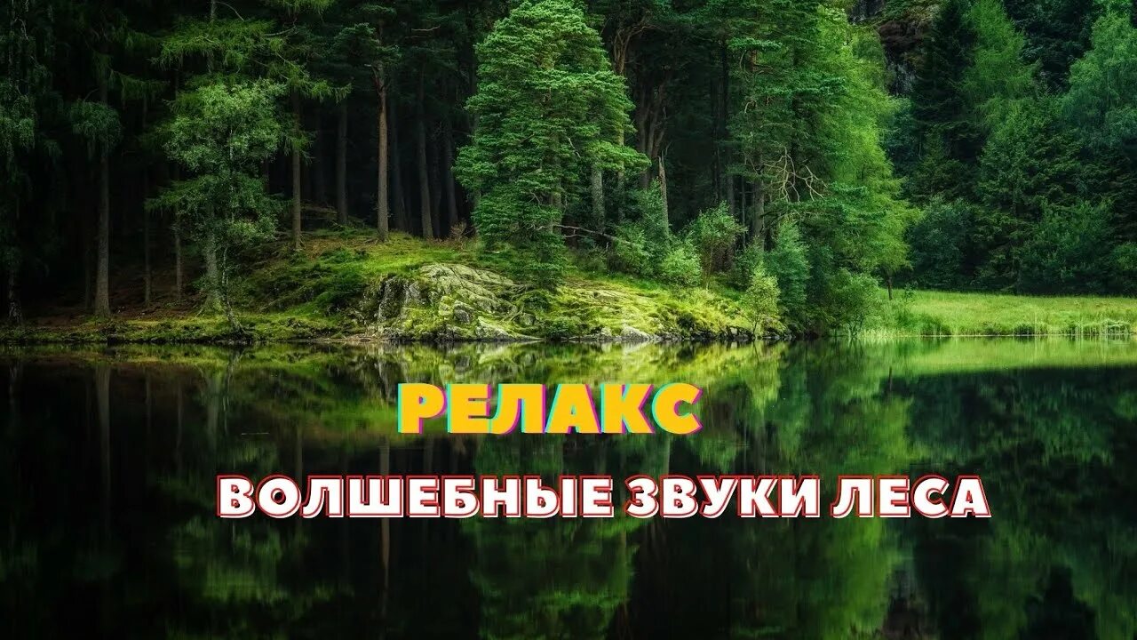 Живой звук леса. Звуки леса. Звуки леса релакс. Звуки для релаксации и успокоения. Звук в лесу.