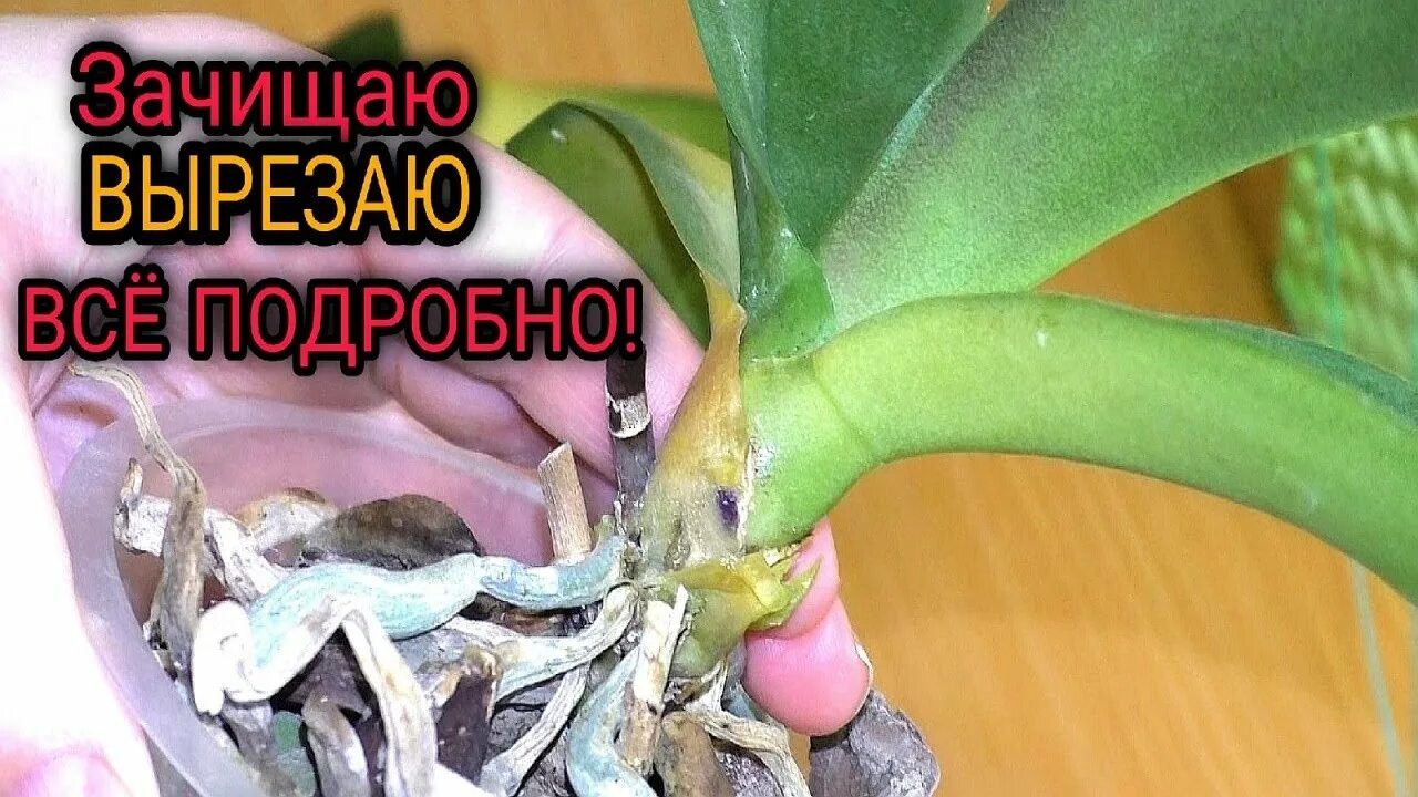 Как быстро реанимировать орхидею