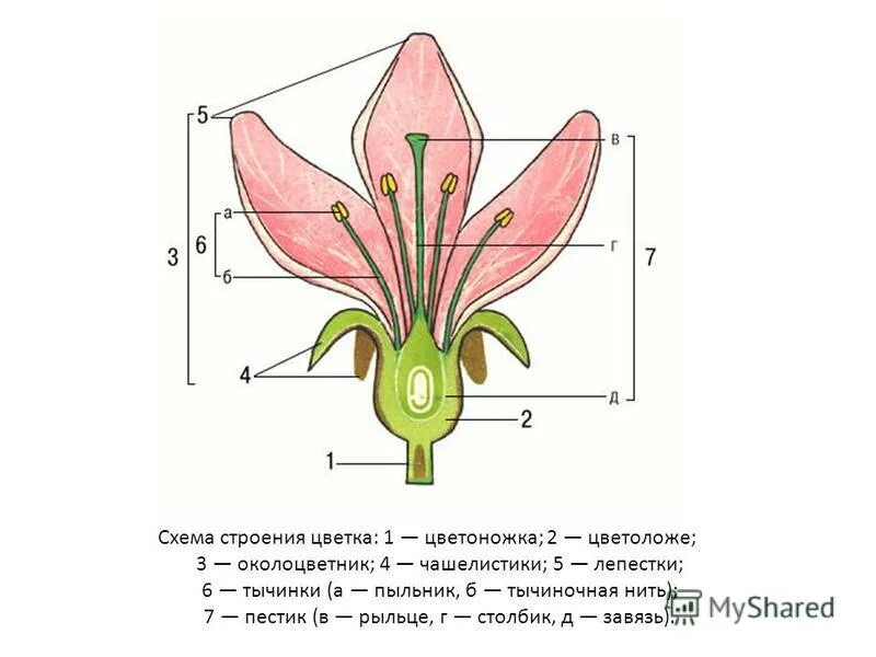 Чашелистик тычиночную нить рыльце