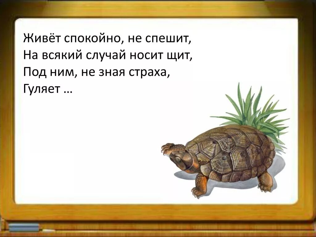 Спокойно живо. Живёт спокойно не спешит. Отгадай загадку живёт спокойно не спешит на всякий случай носит щит. На всякий случай. На всякий случай картинка.