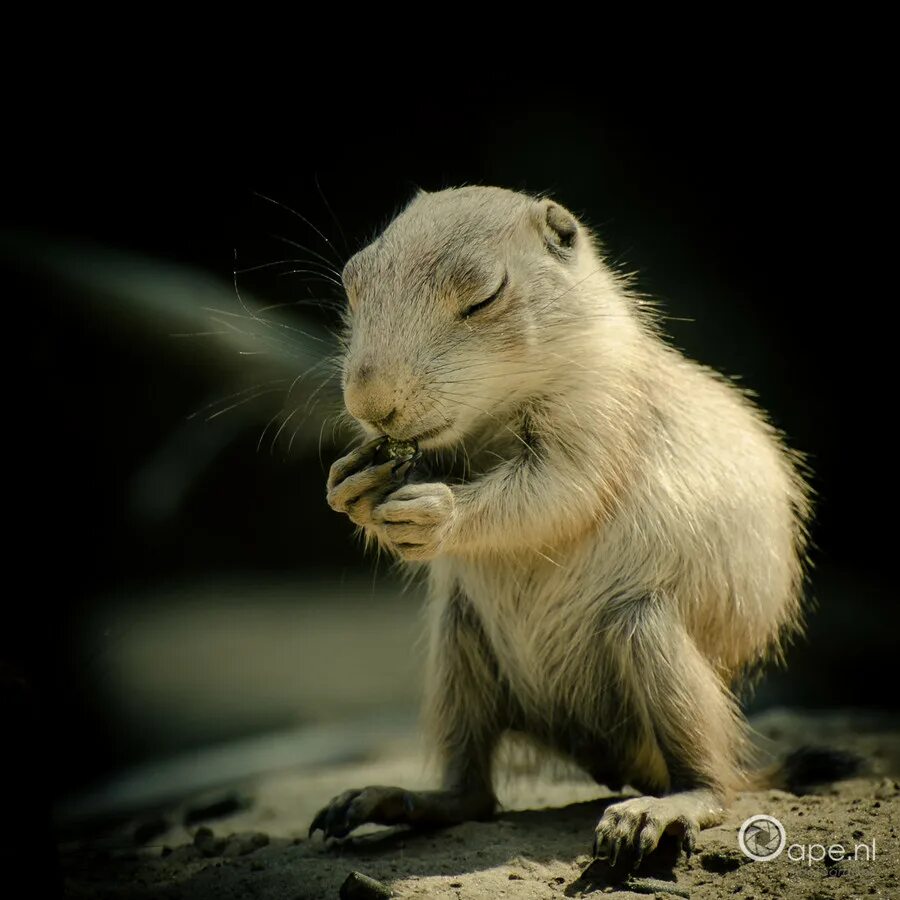 зверь 40. зверь производитель. аккумулятор sorin asia 40ач. алмазная мозаика лев. лев живопись.