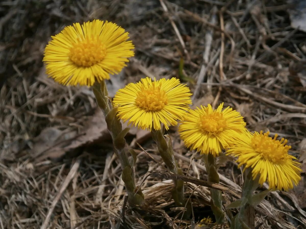 Дарья калмыкова мачеха 2016. Мачеха сериал 2016. Мачеха фильм. Мачеха 2007 кухня симоновых. Мать-и-мачеха.