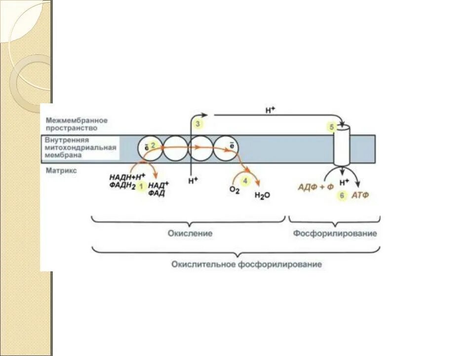 Фосфорилирование биохимия. Общая схема окислительного фосфорилирования. Механизм окислительного фосфорилирования биохимия схема. Схема окислительного фосфорилирования АДФ. Окислительное фосфорилирование АДФ механизм.