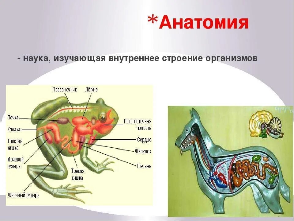 Особенности строения зверей