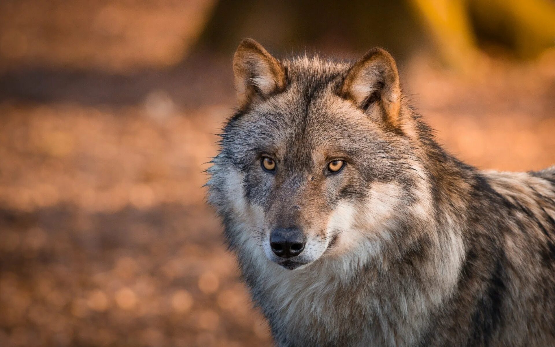 Волк. Морда волка. Красивый волк. Взгляд волка. Beautiful wolves