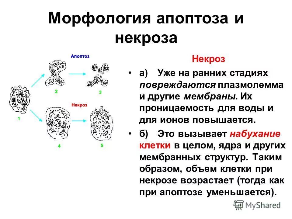 Апоптоз и некроз отличия. Изменение клетки при некрозе и апоптозе схема. Схему гибели клеток-мишеней по механизму апоптоза. Морфологические признаки апоптоза и некроза. Апоптоз клеток это