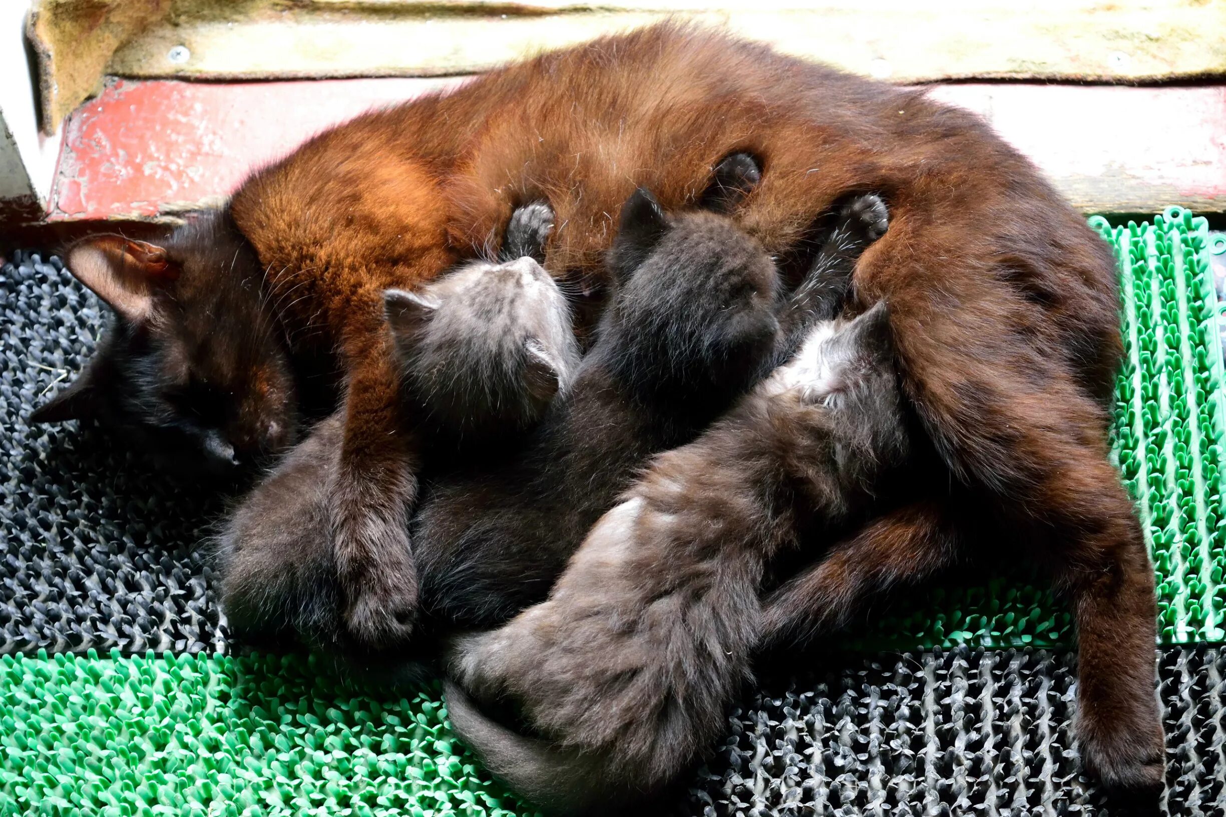 Когда кошки начинают гулять первый. Кормящая кошка. Кошка кормит котят. Мама кошка кормит котят.