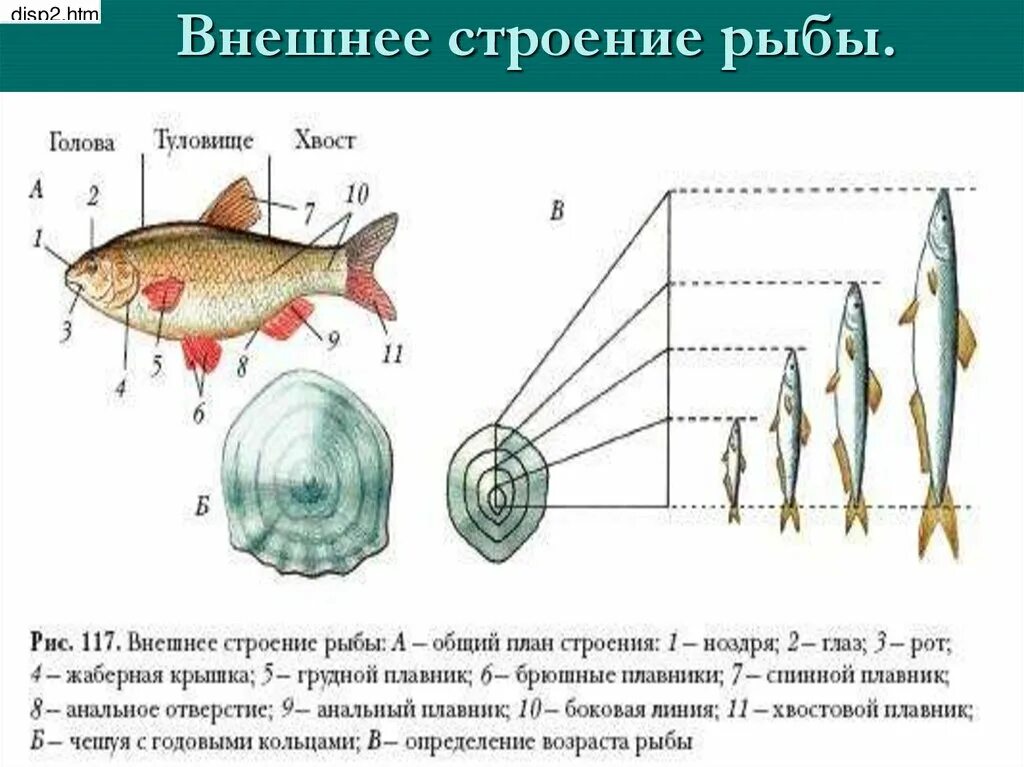 Строение рыбы тест. Внешнее строение рыбы общий план строения. Внешнее строение рыбы рис 112. Внешнее строение рыбы 7 класс биология Константинов. Внешнее строение рыбы 8 класс биология.