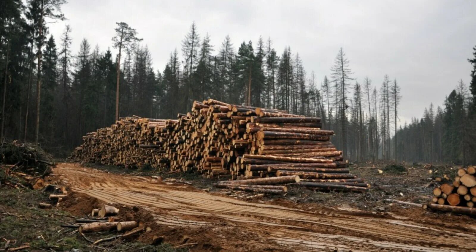 Лесные проблемы россии. Вырубка лесов. Проблема вырубки леса. Экологическая проблема вырубки лесов. Хвойные леса вырубка.