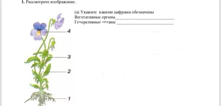 Укажите изображение. Рассмотрите изображение вегетативные органы. Укажите генеративные и вегетативные органы. Рассмотрите изображение. Укажите какими цифрами обозначены *.