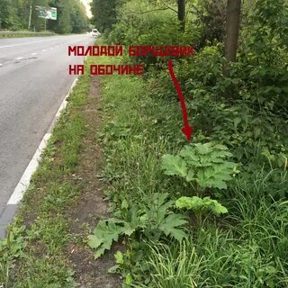 Как отличить борщевик сосновского от борщевика сибирского