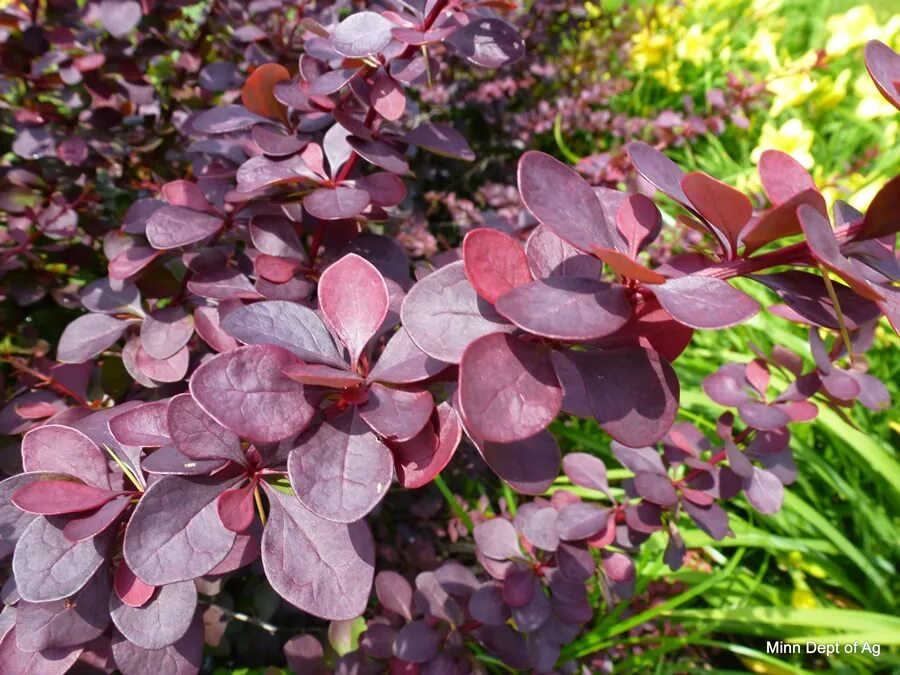Барбарис класс. Berberis pola. барбарис тунберга дартс пурпл. барбарис тунберга дартс перпл. berberis thunbergii &quot;carlo&quot;.
