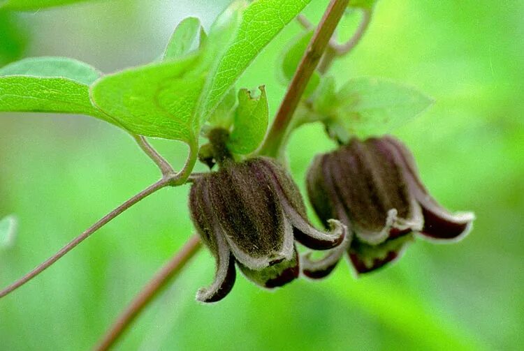 Clematis fusca - Изображение особи - Плантариум