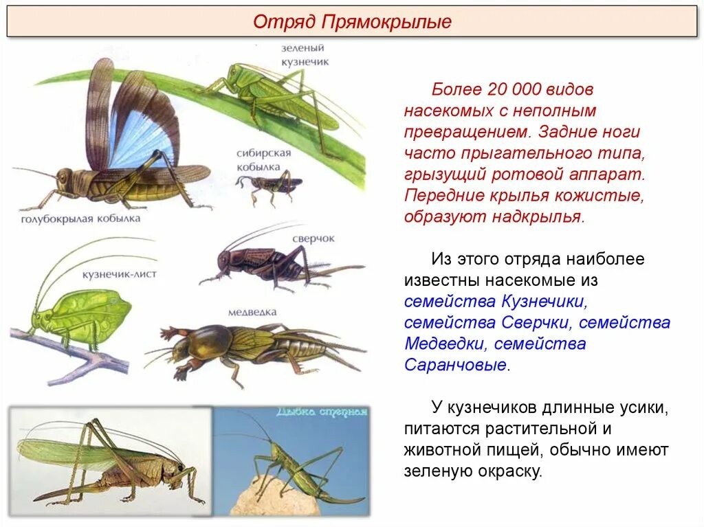 Отряд насекомых тип развития. Представители отряда прямокрылых насекомых. Отряды насекомых биология 7 класс Прямокрылые. Отряд Прямокрылые биология 7 класс. Представители прямокрылых биология 7 класс.