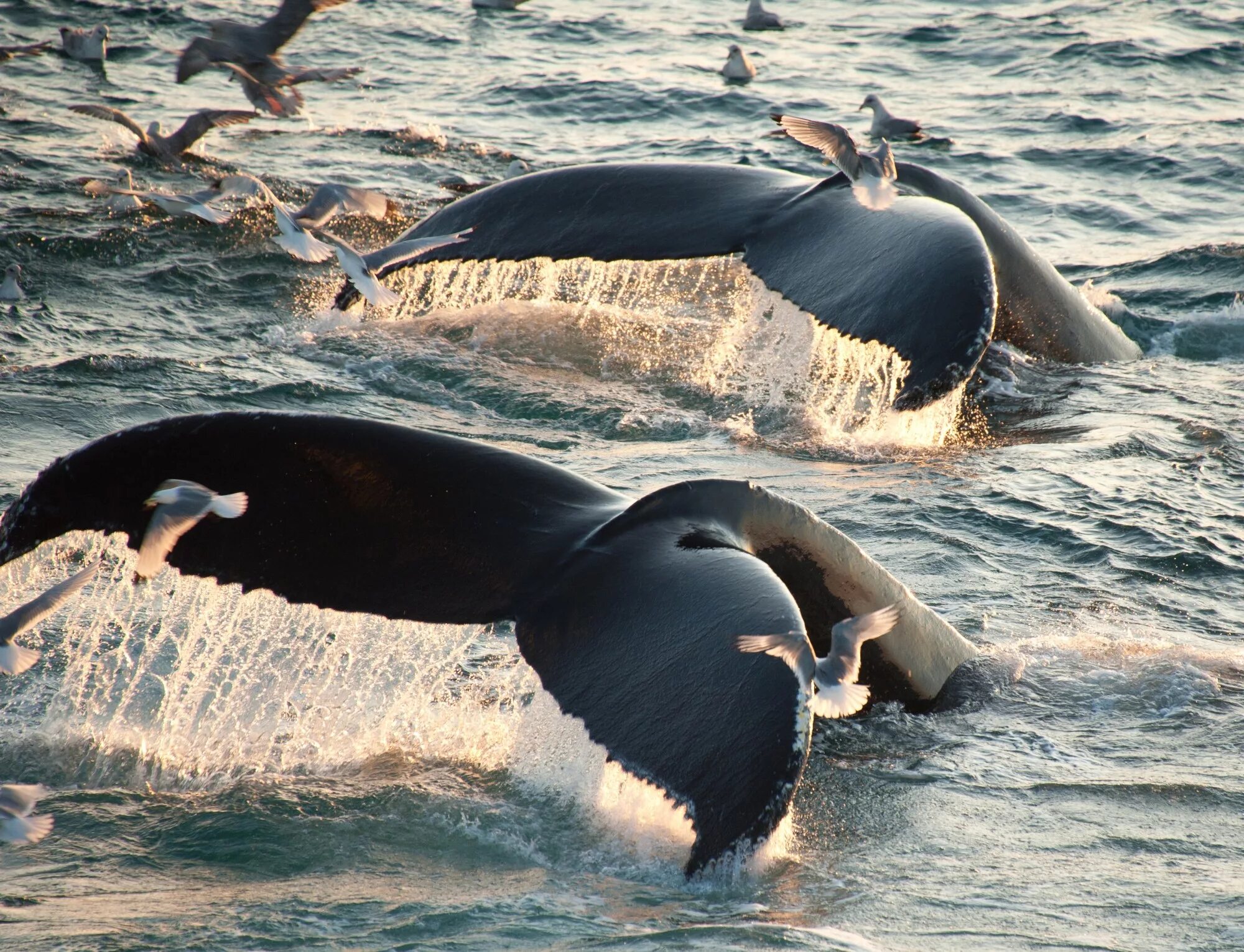 Гренландский кит. Антарктида Гренландский кит. Кит-Касатка. Хвост гренландского кита. Киты водятся в море