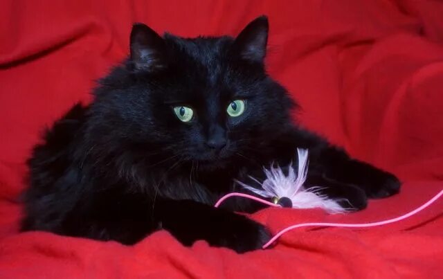 Черная ангора. Турецкая ангора кот черный. Турецкая ангора кошка черная. Ангорский кот черный пушистый. Турецкий ангорский кот черный.