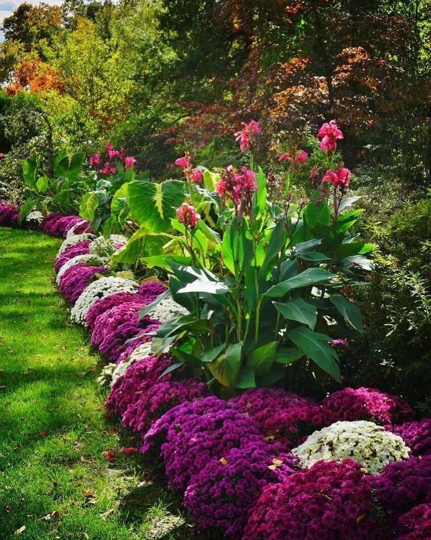 Фото красивых цветов для сада и названия. Миксбордеры Кекенхоф. Хоста лилейник миксбордер. Миксбордер книфофия. Хризантемы в миксбордере.