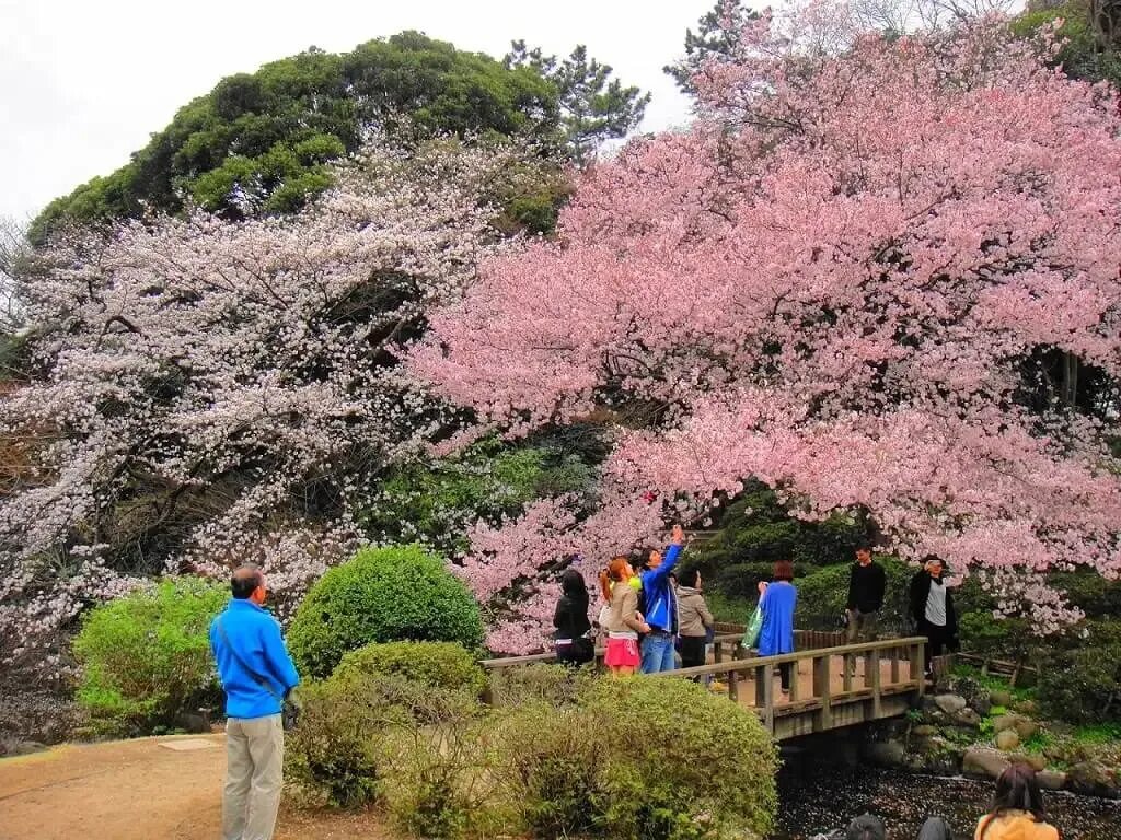 Южные сакуры. Парк Синдзюку-гёэн Япония. Синдзюку-гёэн Ханами. Синдзюку-гёэн парк сад Сакуры. Фото парк Синдзюку гёэн.