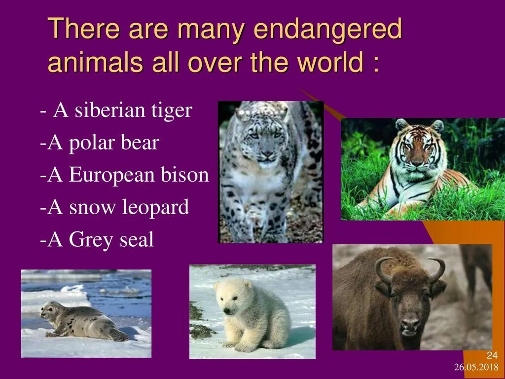 Animals in danger at present. Animals in Danger проект. Проект endangered animals. Animals are in Danger. Топик по английскому animals in Danger.