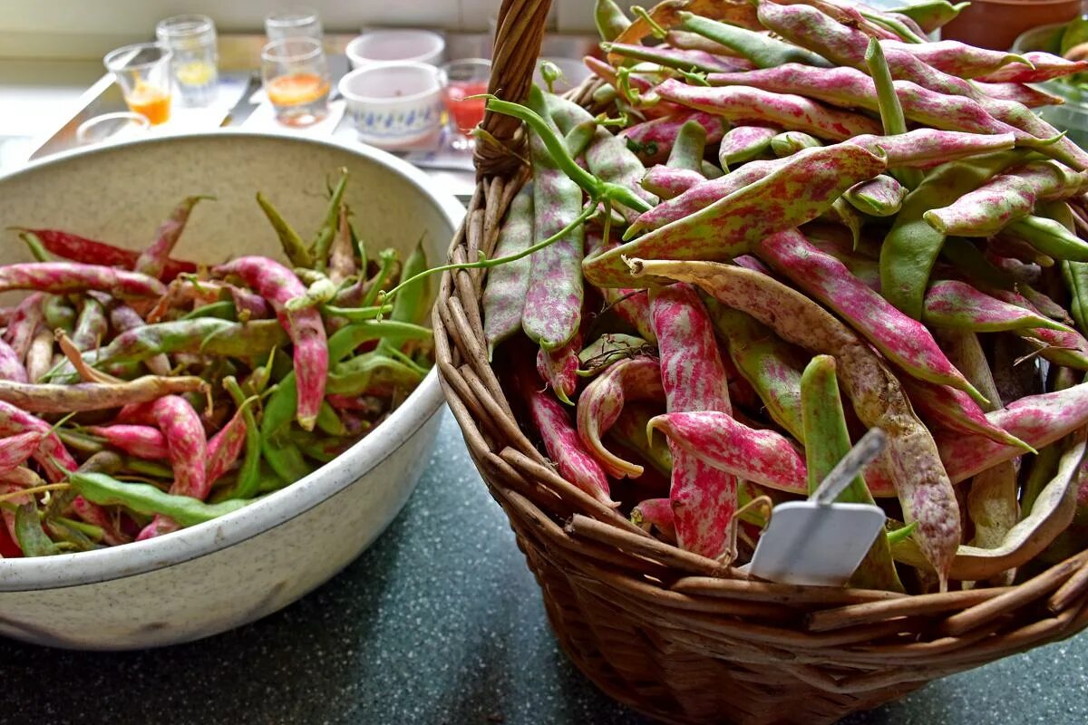 Фасоль быстрого приготовления. Фасоль быстрого приготовления. Красная фасоль вареная. Стручковая фасоль на сковороде. Красная фасоль в мультиварке.