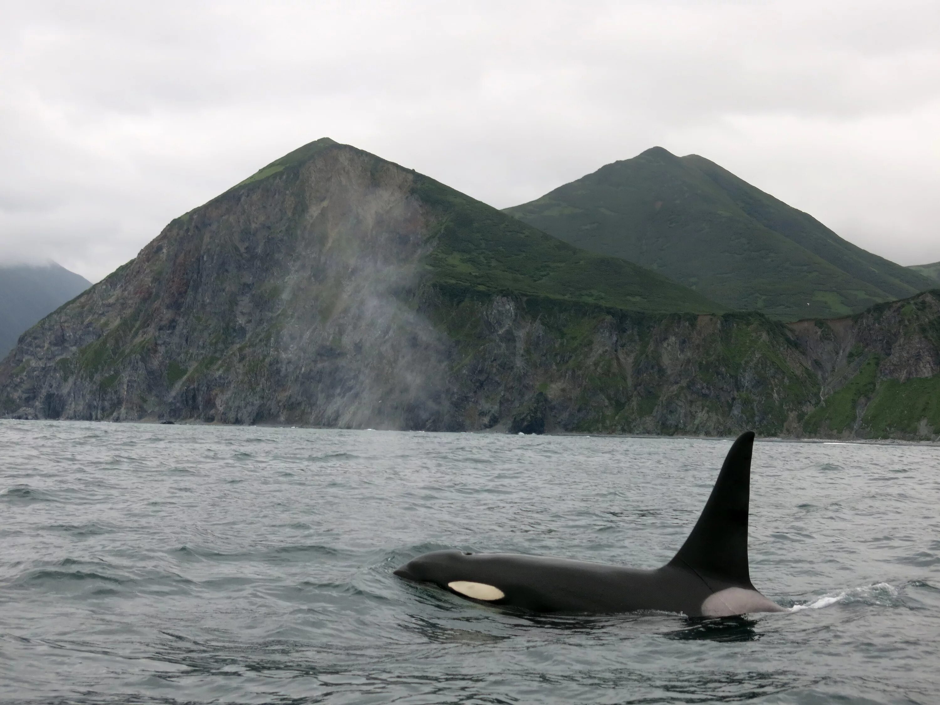 Охотское море касатки. Кит-касатка. Териберка касатки. Касатки на сахалине. Шантарские острова касатки.