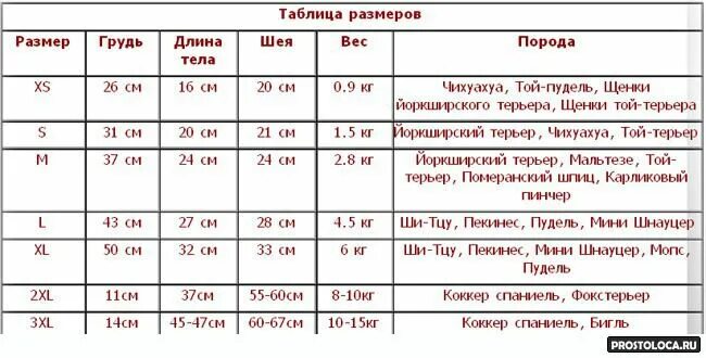 Размеры йорков мини и стандарт таблица. Таблица размеров мини Йорка. Параметры мини Йорка таблица. Размер йоркширского терьера стандарт в сантиметрах.