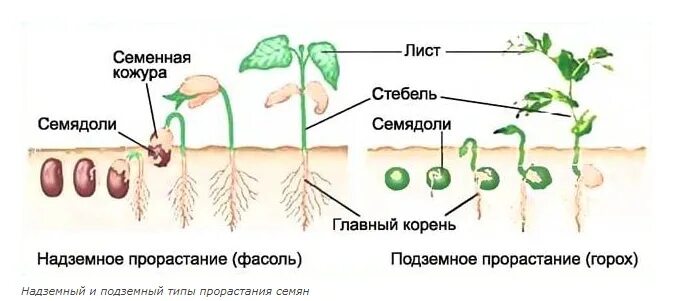 Типы прорастания семян схема. Надземный Тип прорастания семян. Надземное и подземное прорастание семян. Схема прорастания семян фасоли.