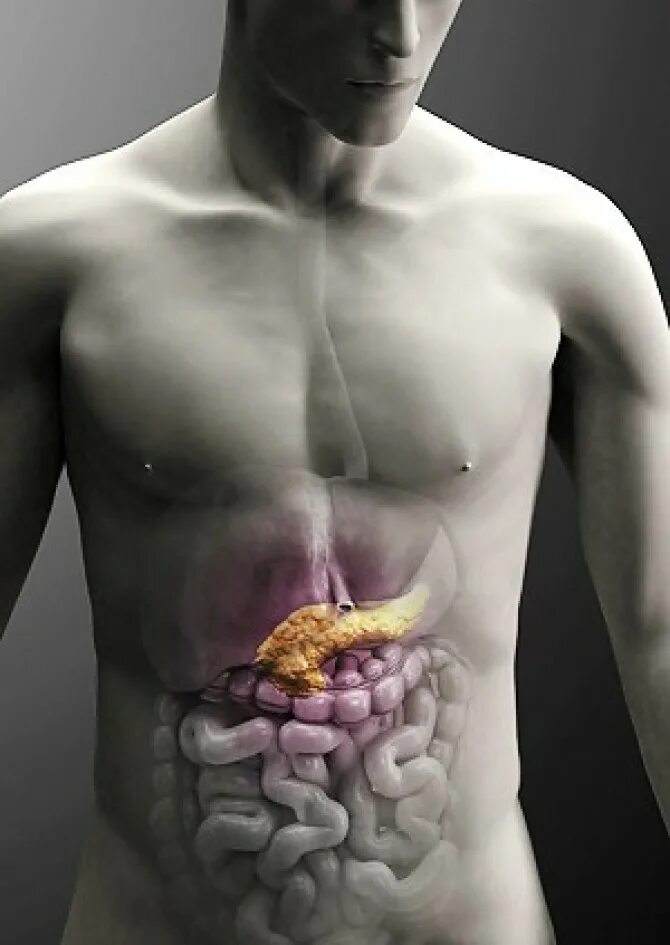 Панкреатит поджелудочной железы. Поджелудочная желелеза. Легкие и поджелудочная железа