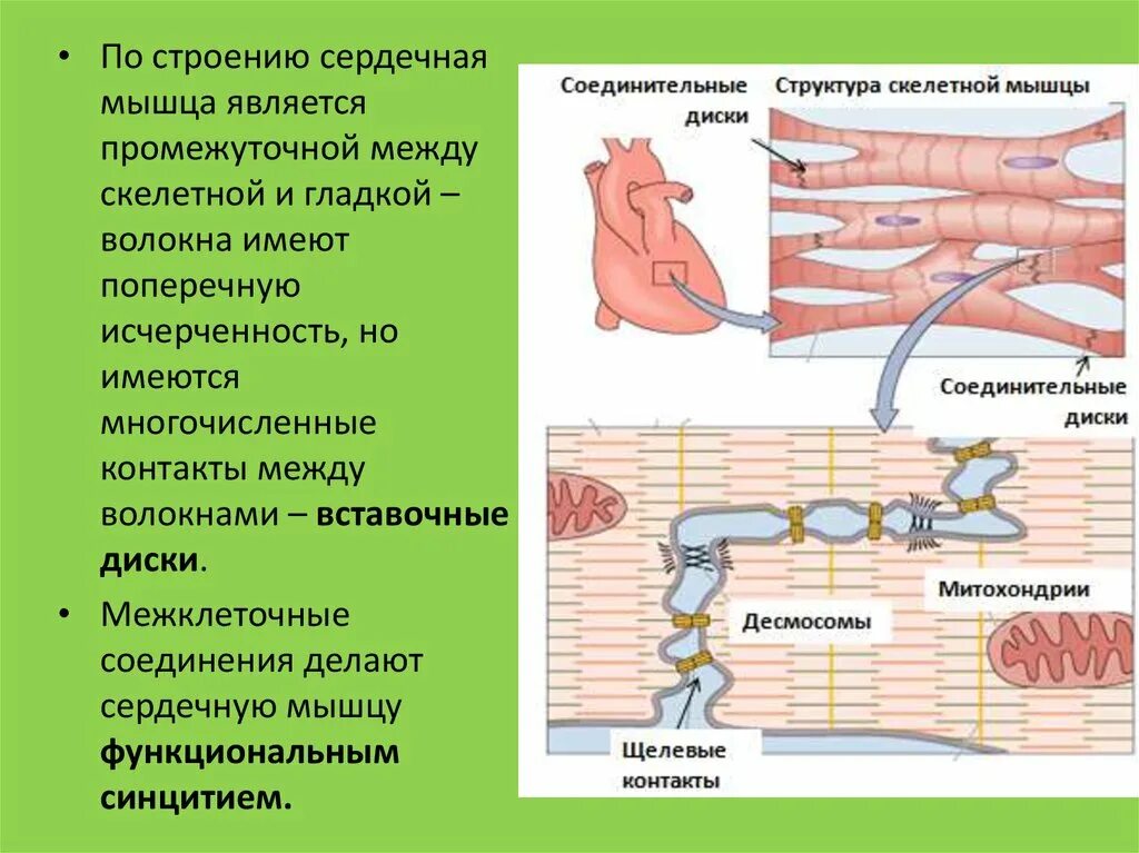 Волокна сердечных мышц. Мышечное волокно сердца строение. строение сердечных мышц. сердечное мышечное волокно строение. вставочные диски сердечной мышечной ткани.