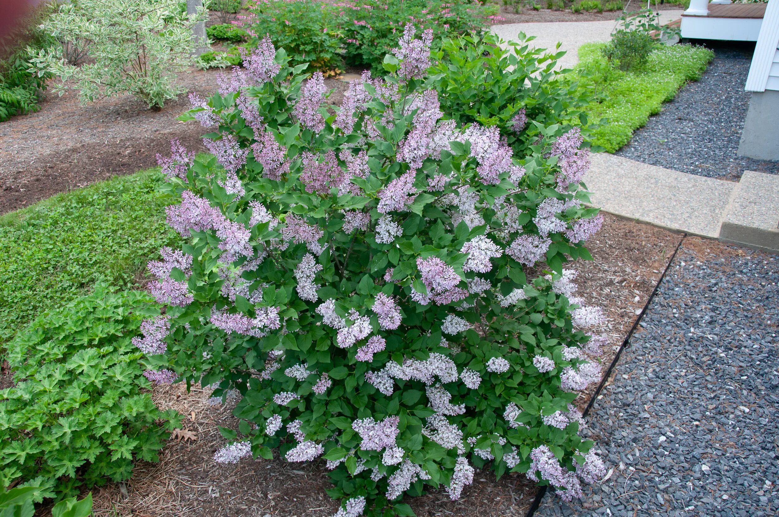 Сирень раскидистая Miss Kim. Сирень раскидистая (Syringa patula). Сирень мисс