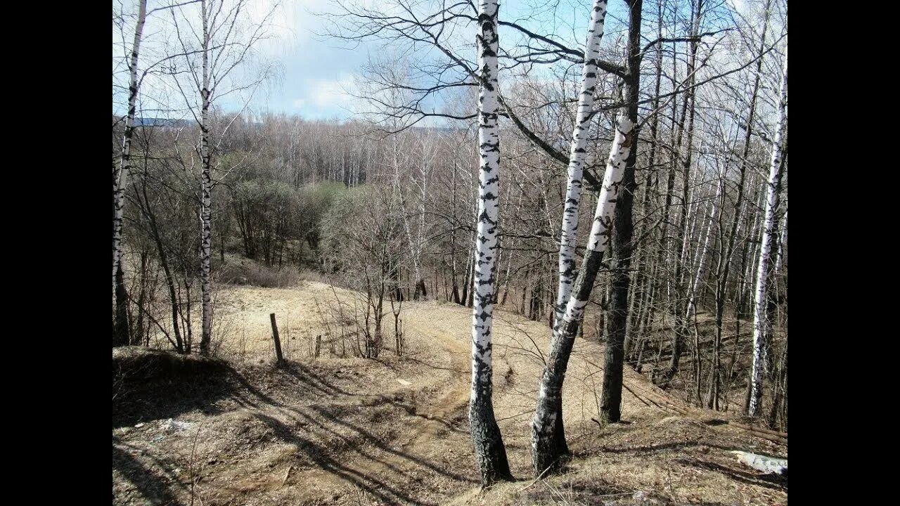 Мы бродили весной в лесу и наблюдали. Весенний лес просека. овраг весной в лесу. ходов лес.